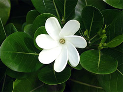 Fleurs de Tiaré, ukulele et... Teahupoo