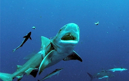 Nouvelle attaque de requin sur l'île de la Réunion