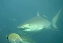Attaques de requin en série en Australie