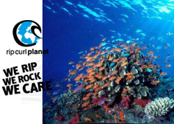 Rip Curl s'engage aux côtés du WWF dans la préservation des coraux