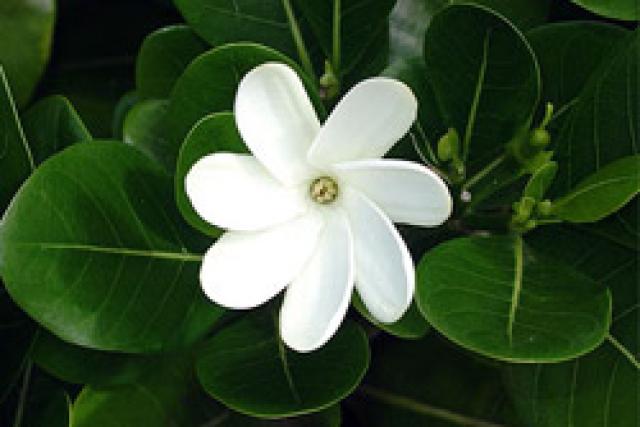 Fleurs de Tiaré, ukulele et... Teahupoo