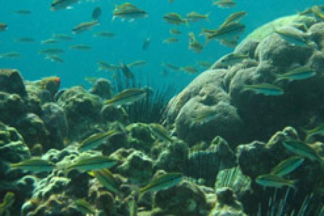 Alerte dans les Caraïbes : Coraux en danger !