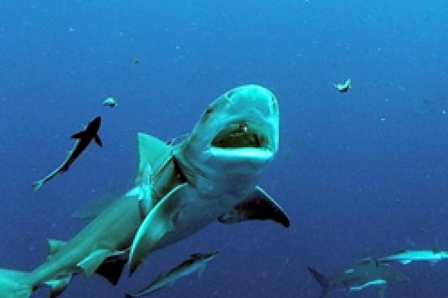Nouvelle attaque de requin sur l'île de la Réunion