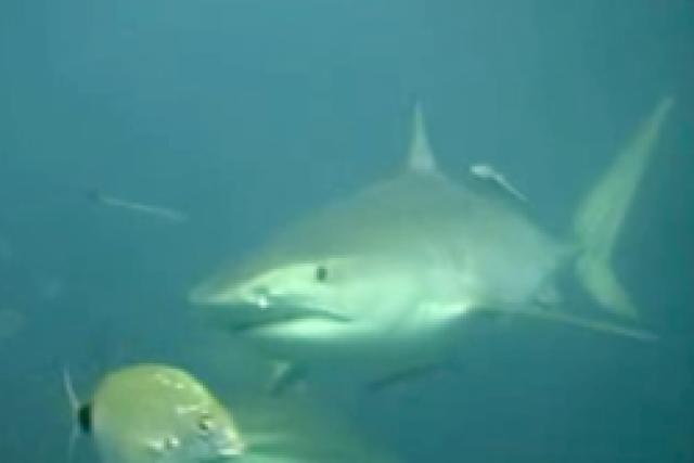 Attaques de requin en série en Australie