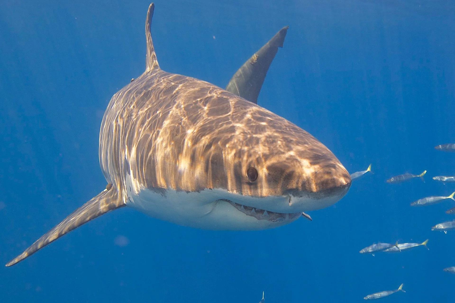 Couverture de la video : Attaque de requin à Big River Beach : la Californie du Nord en alerte