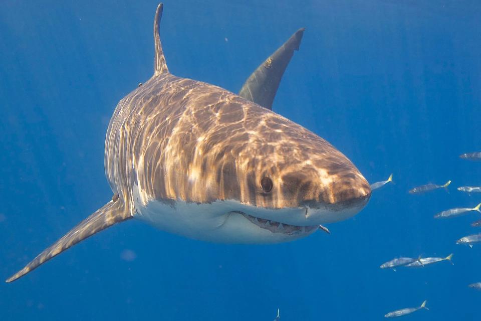 Attaque de requin à Big River Beach : la Californie du Nord en alerte