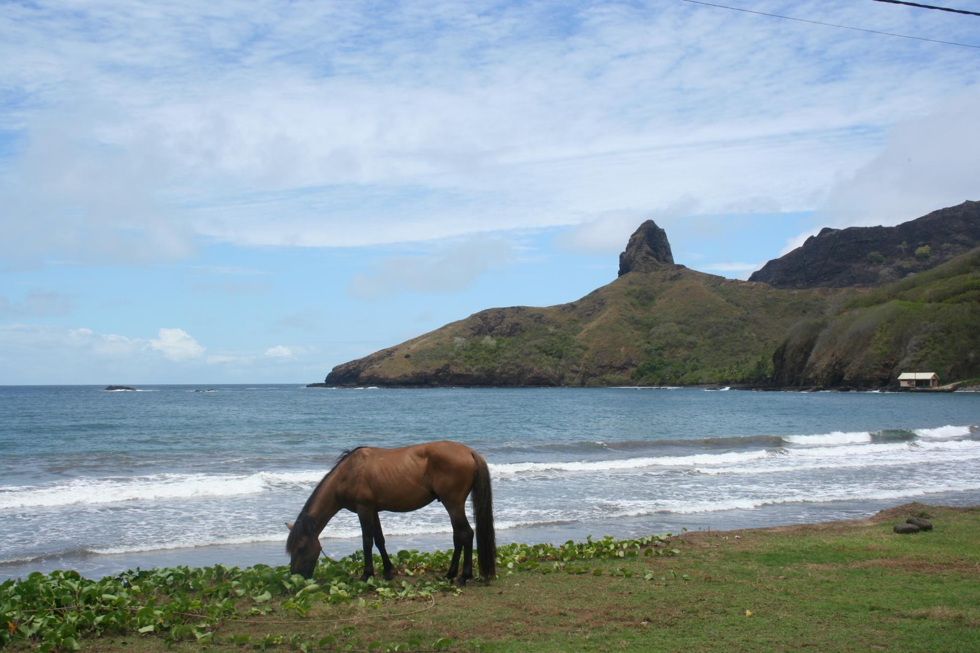 Cheval du bout du monde - Hiva Oa - Marquises - Polynésie française