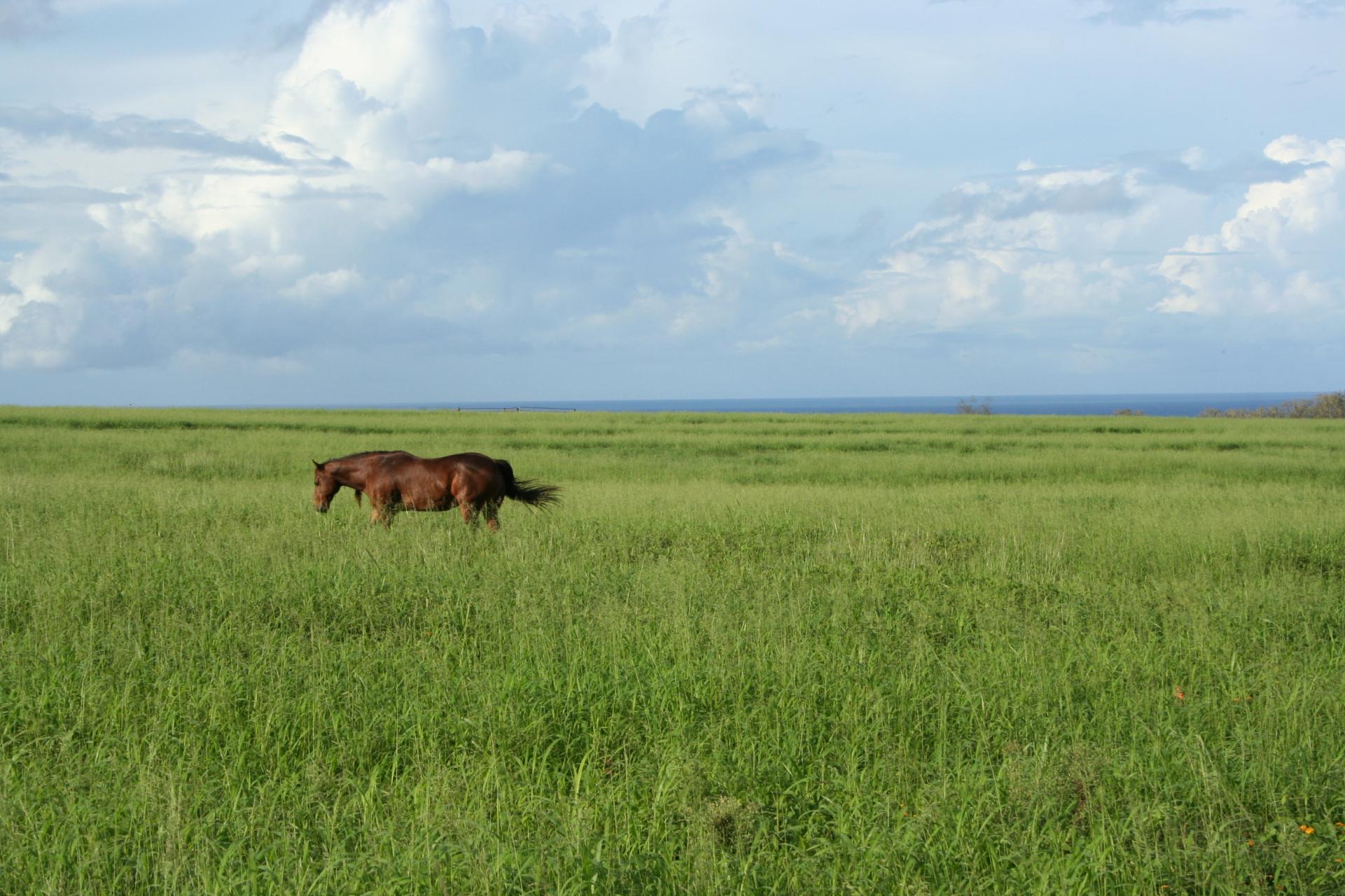 Cheval - Kauai - Hawaii
