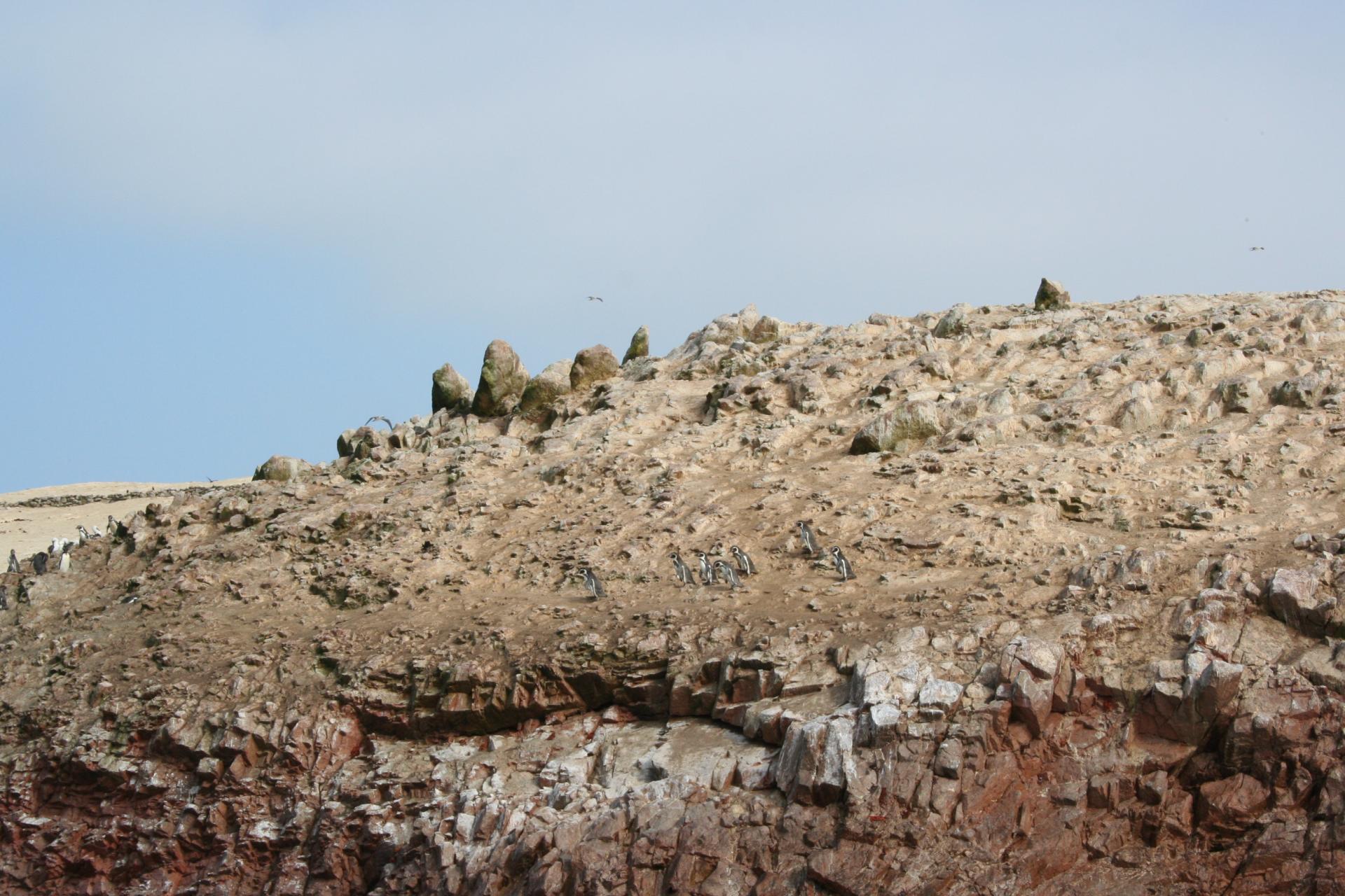 Pingouins - Islas Ballestas