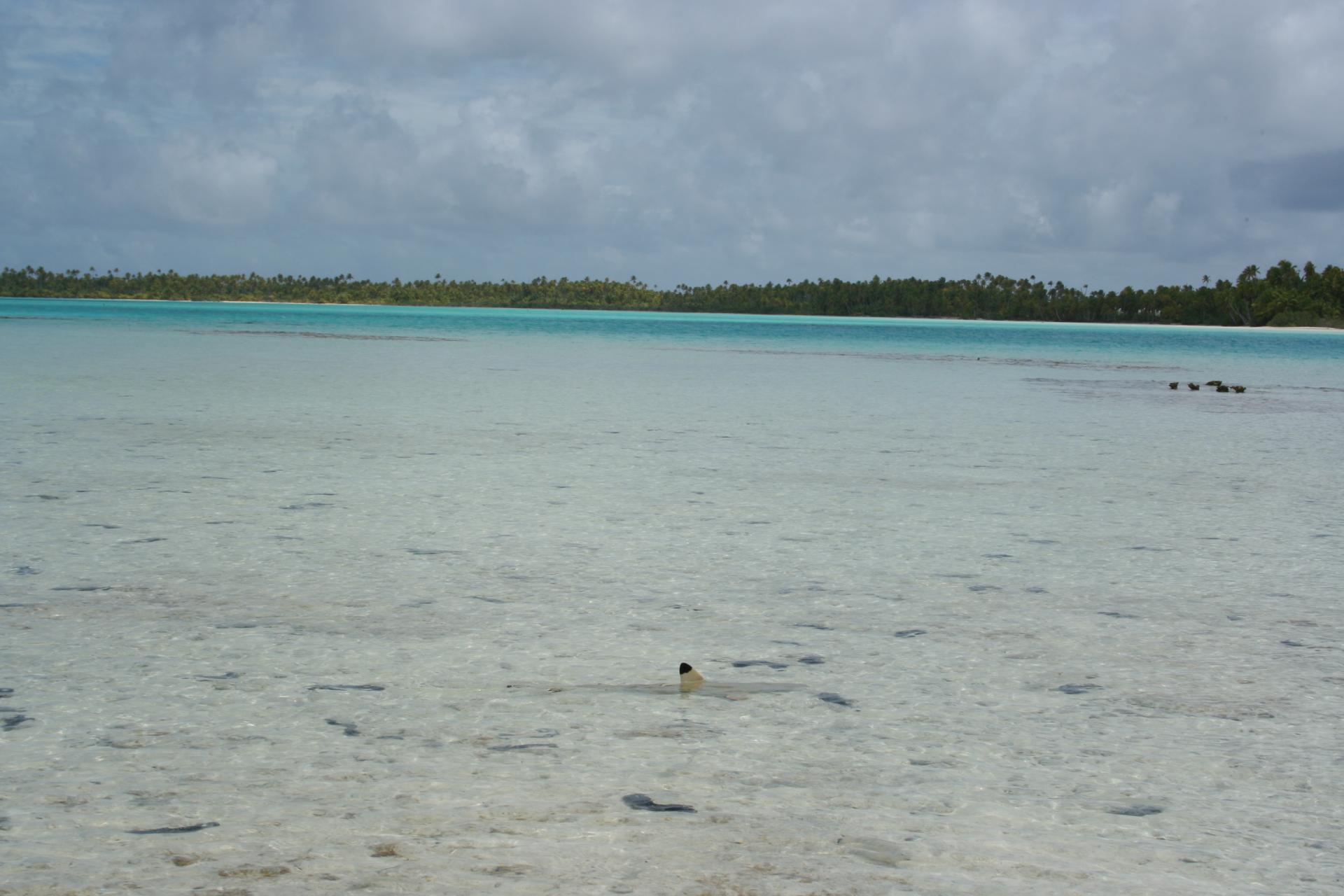 Requin pointe noire - Lagon Bleu - Rangiroa - Tuamotu - Polynésie française