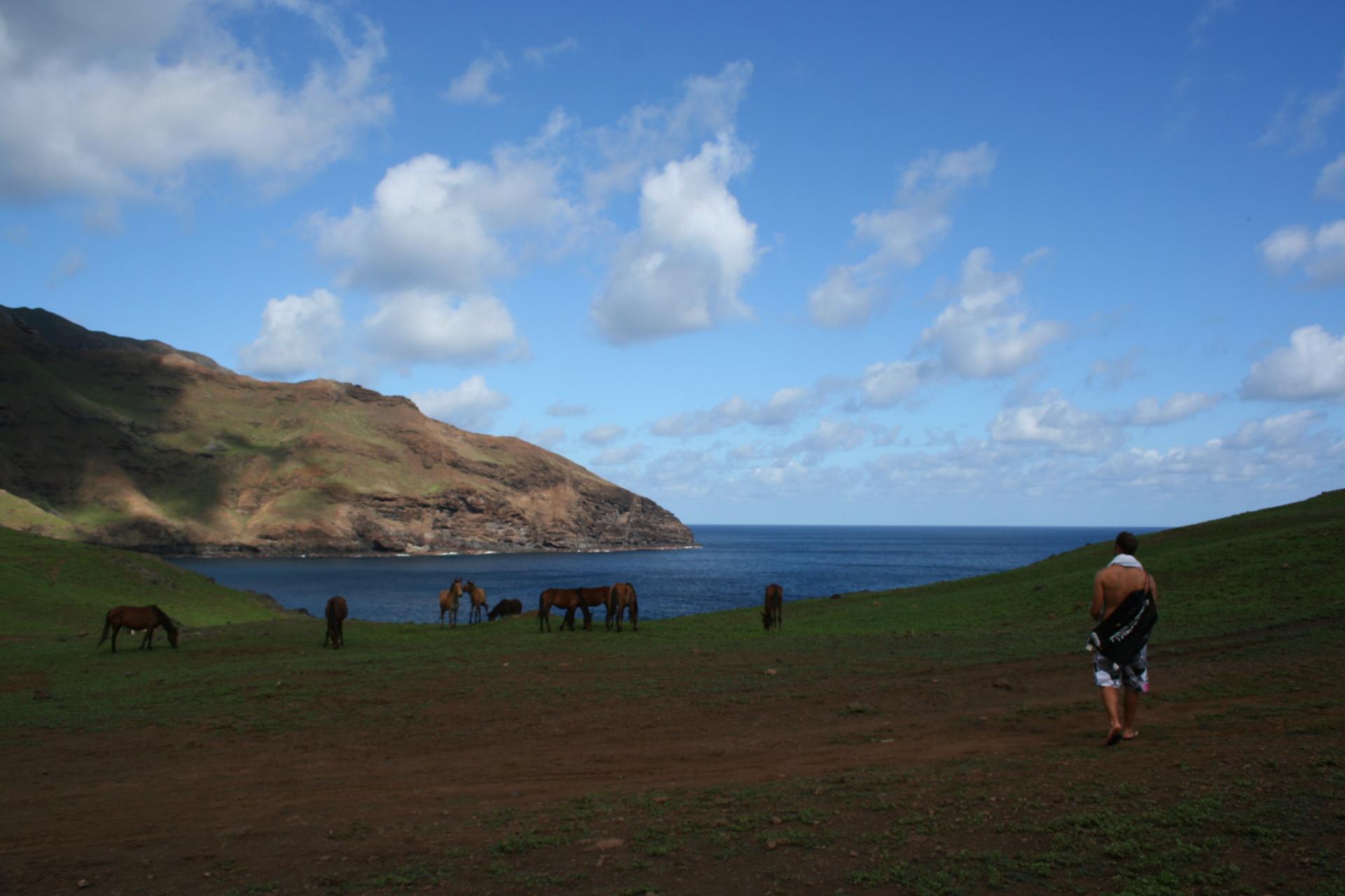 Ua Huka, l'île aux chevaux