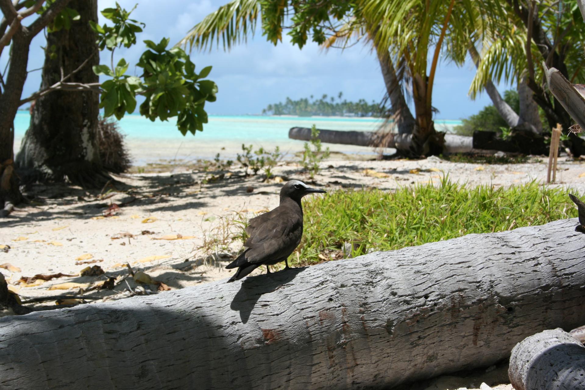 Rangiroa, l'atoll du paradis