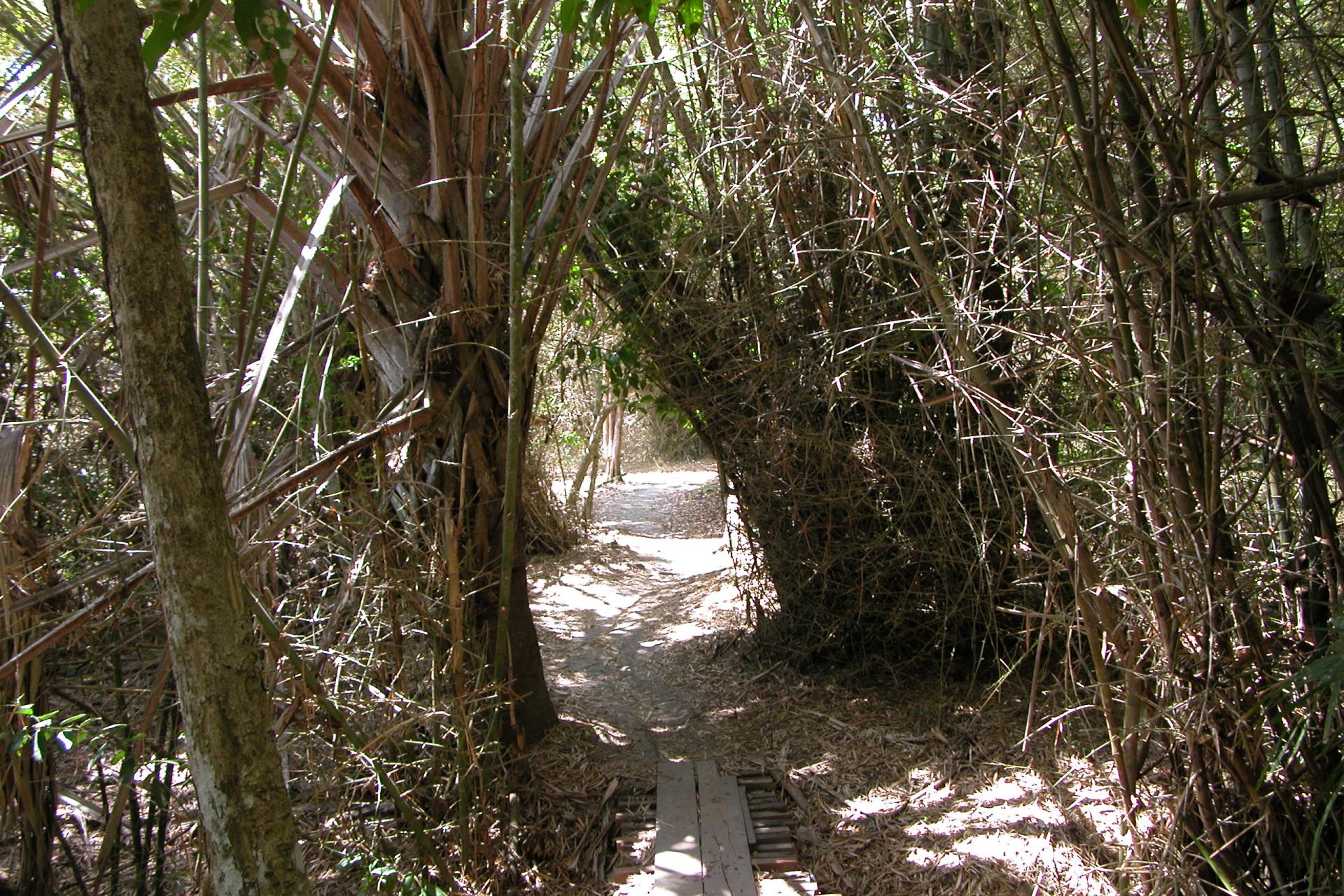 Chemin - G-land - Java - Indonésie