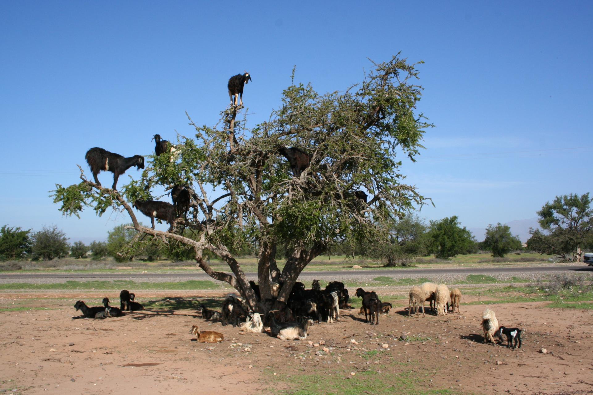 Les chèvres sur la route de Taroudant - Maroc