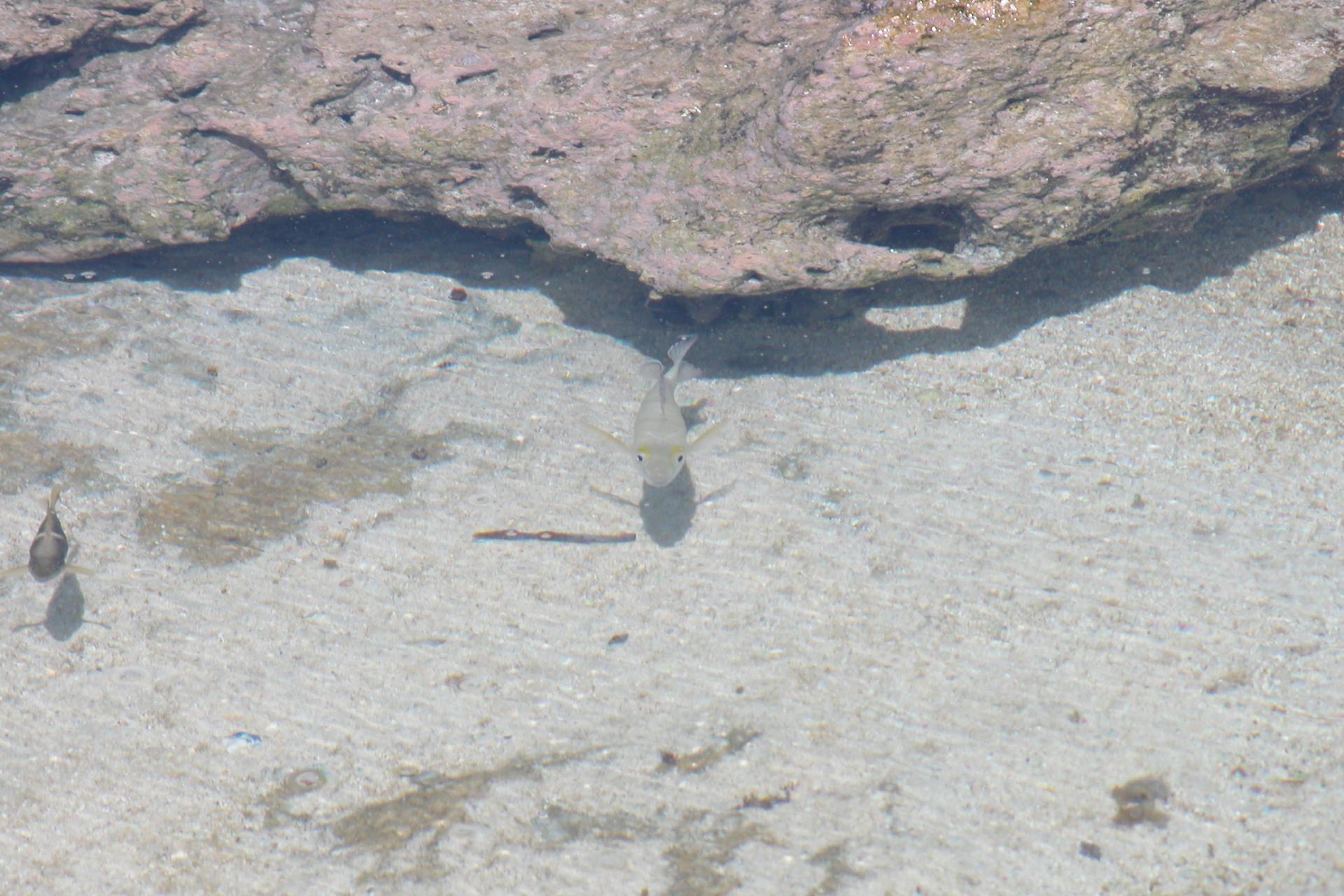Petit poisson - G-land - Java - Indonésie