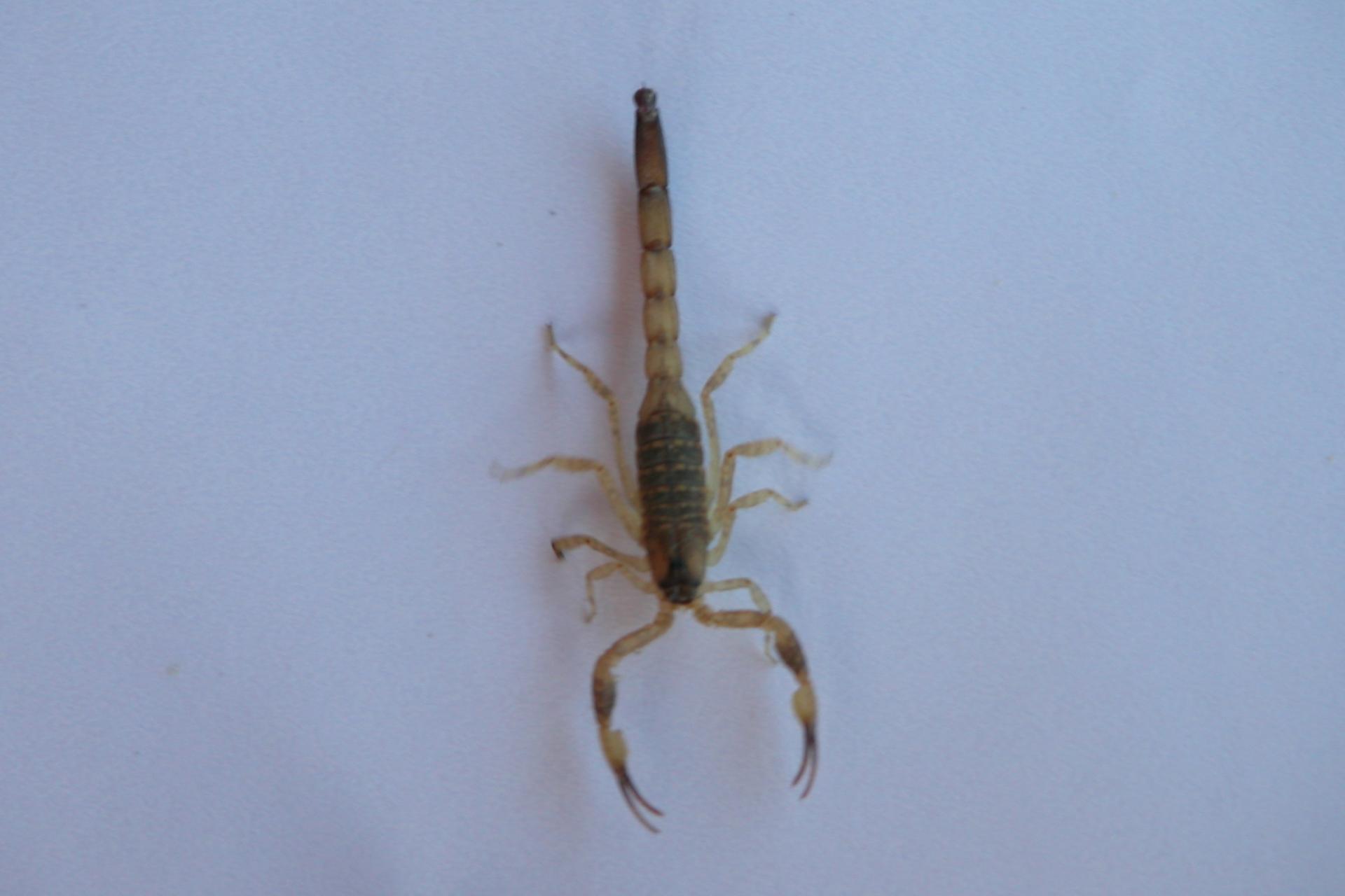 Scorpion - Ekas - Lombok - Indonésie