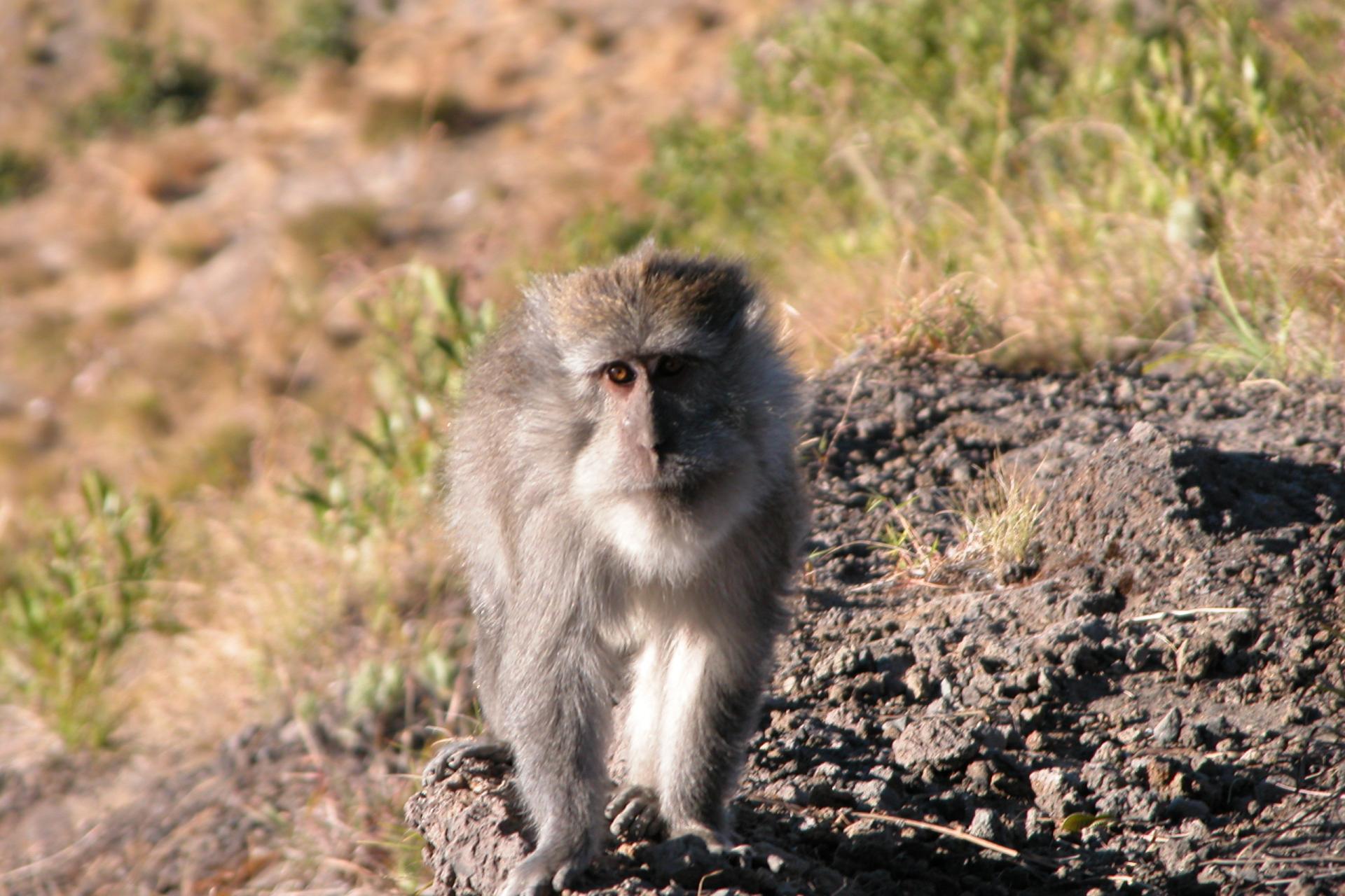Singe - Ekas - Lombok - Indonésie