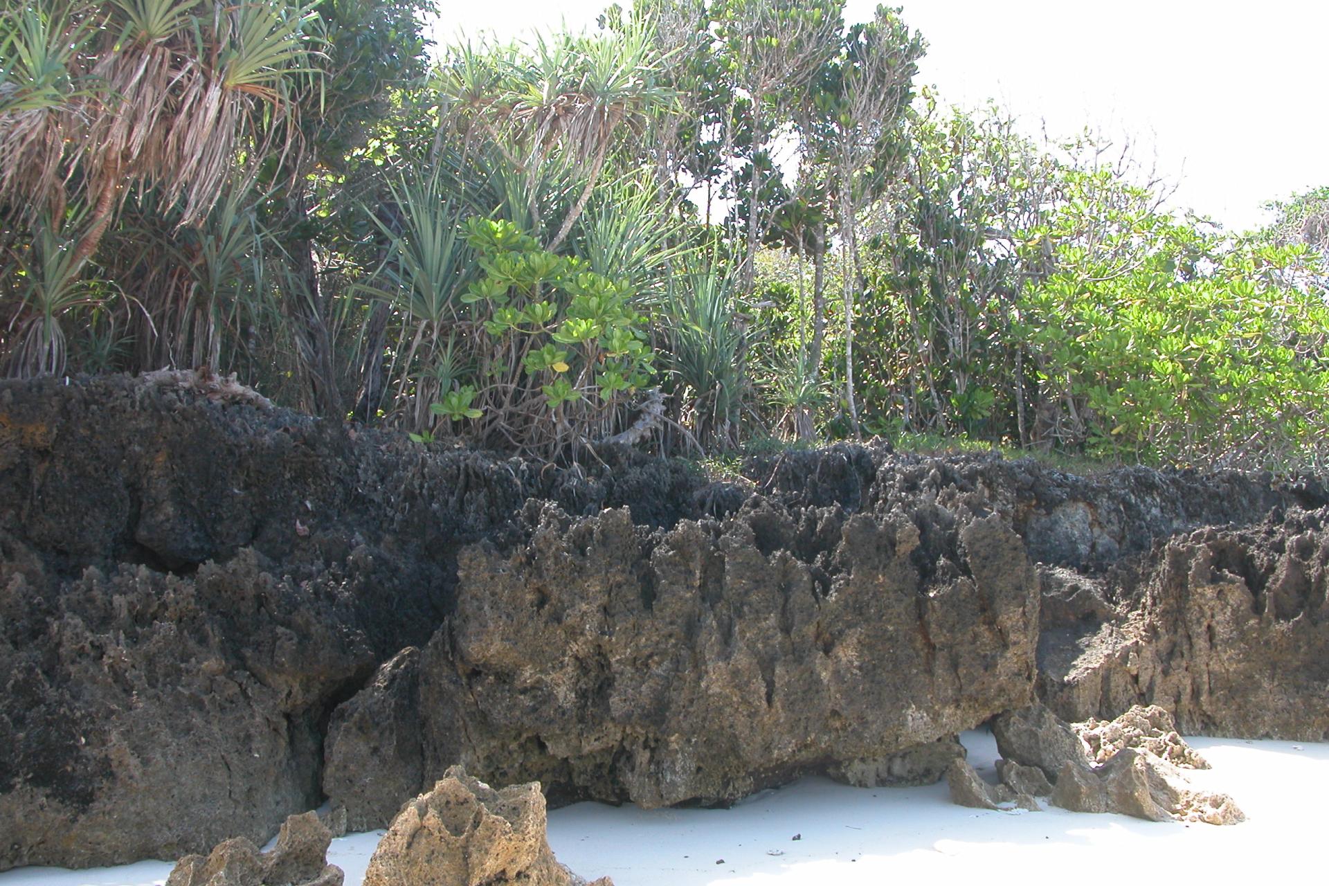 Végétation - G-land - Java - Indonésie
