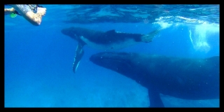 Baleine à bosse sur la presqu'île de Tahiti