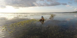 Les ramasseurs d'algues - T-Land, Nemberala - Rote, Indonésie