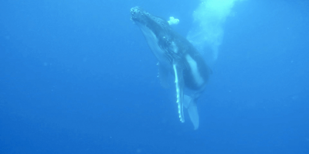 Baleine à bosse sur la presqu'île de Tahiti