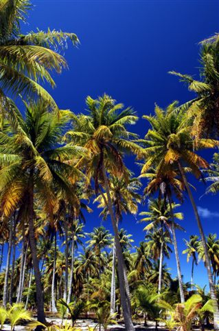 Palmier, Polynésie Française'