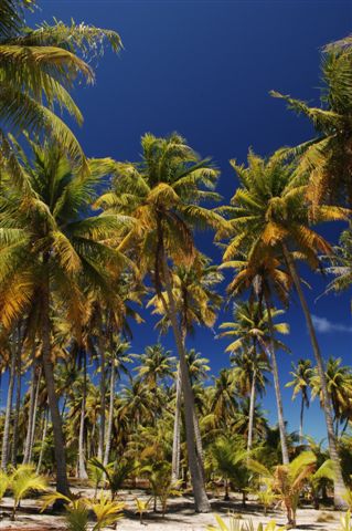 Palmier, Polynésie Française'